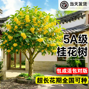 小叶金桂桂花树庭院室外地栽大树四季桂丹桂南北方种植耐寒名贵树