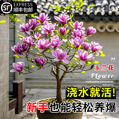 全国可种芳香浓郁带花发货
