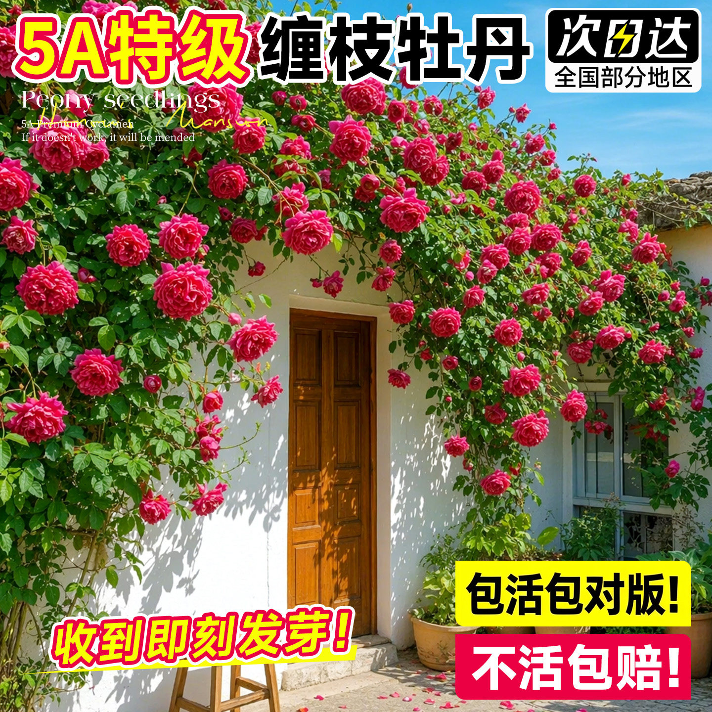 缠枝牡丹花耐寒耐热多年生宿根藤蔓花根春化芽根带芽种根重瓣花苗