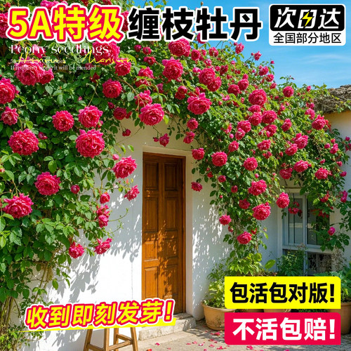 【爆款榜单】缠枝牡丹花