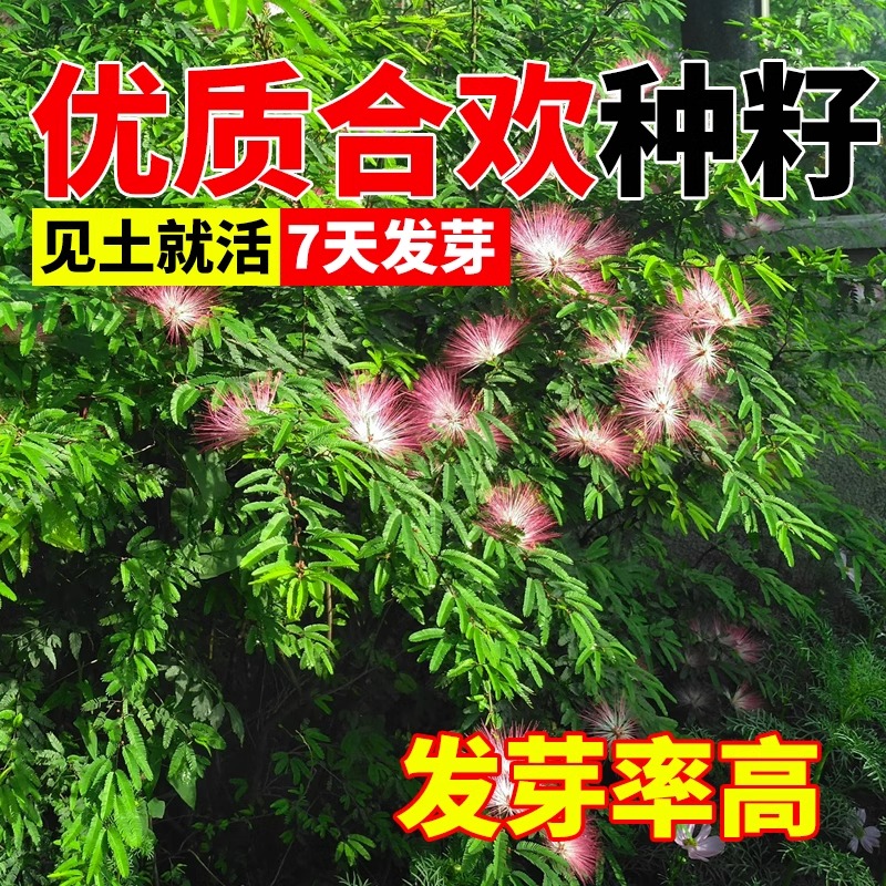 新采红花合欢种子合欢种子银合欢种子金合欢种子粉花树种子包发芽
