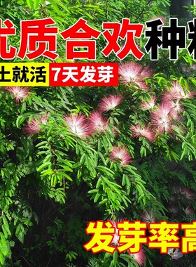 新采红花合欢种子合欢种子银合欢种子金合欢种子粉花树种子包发芽