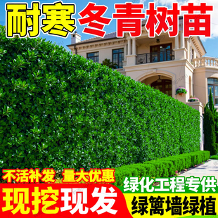 冬青树苗北海道黄杨篱笆墙围墙绿篱四季常青耐寒丛生大叶绿化植物