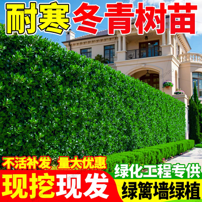 【爆款热销5万+】北海道黄杨冬青