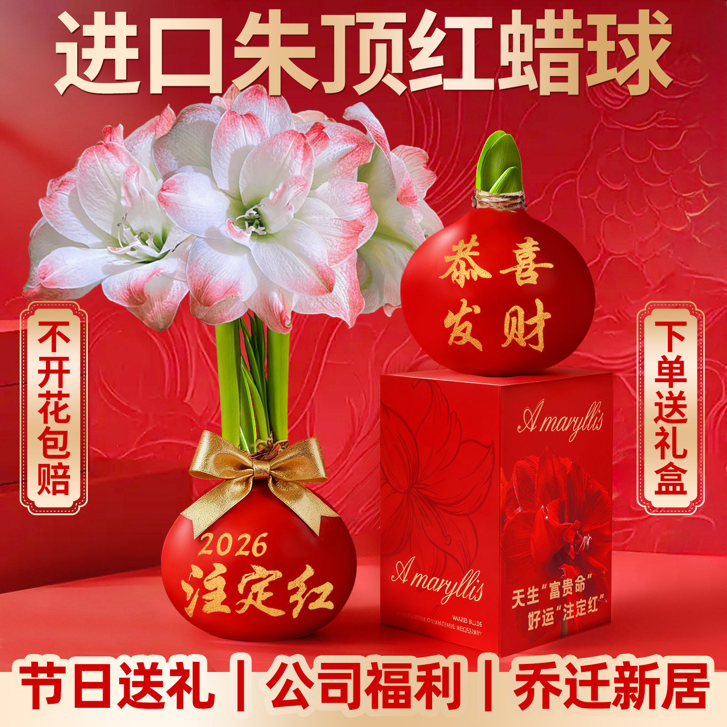 蜡封进口朱顶红重瓣带花苞大蜡球