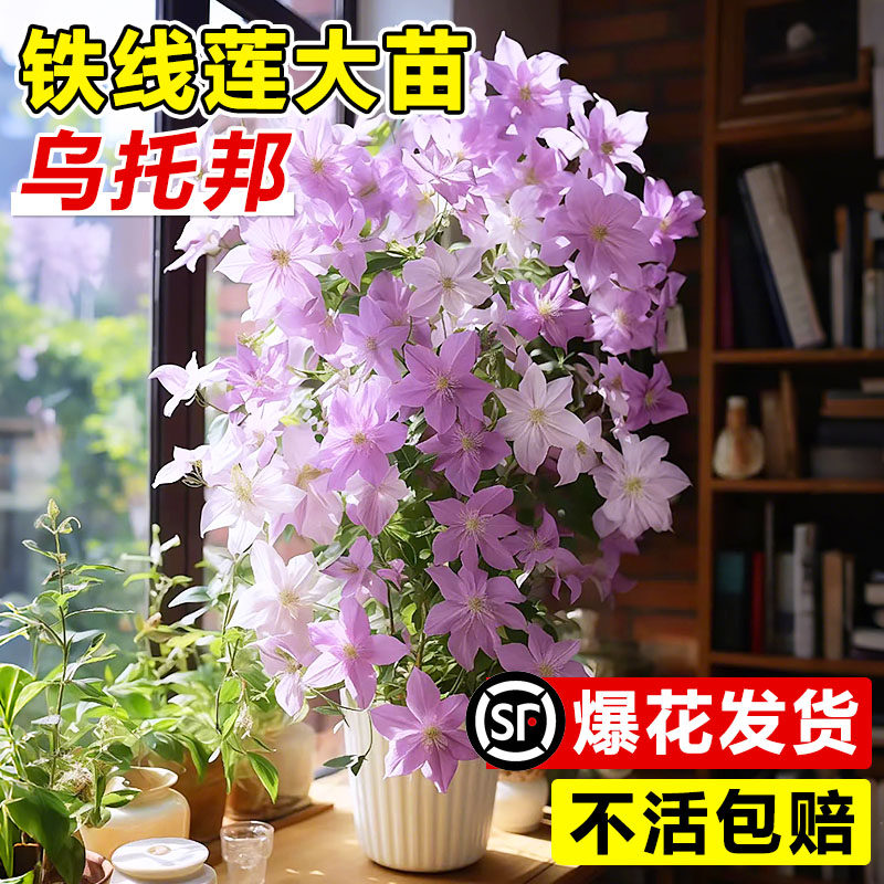 乌托邦铁线莲特大苗带花苞爬藤植物庭院阳台银币花卉盆栽四季开花