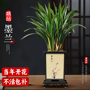 好养活 墨兰盆栽富贵花卉兰花绿植花卉室内客厅办公室桌面植物四季