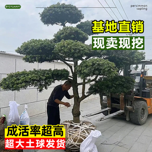 罗汉松庭院造型树别墅庭院地栽盆栽绿化苗小叶雀舌罗汉松盆景树苗