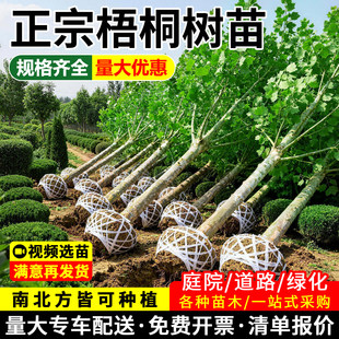 青桐树苗法国梧桐小苗悬铃木北方耐寒四季常青庭院园林绿化风景树