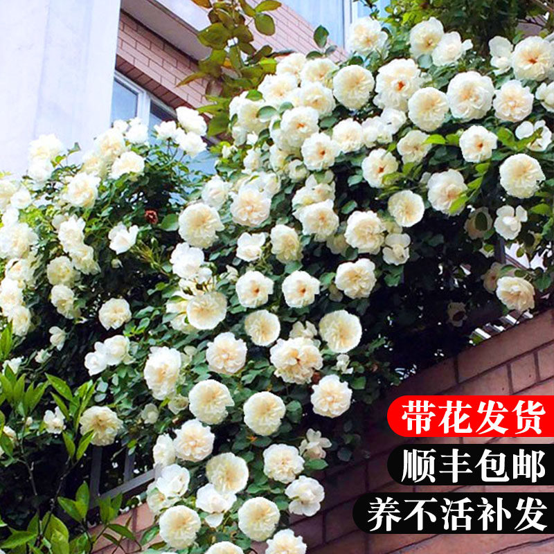 藤本月季白米农冰山爬藤白色蔷薇花苗浓香四季开玫瑰观花卉植物