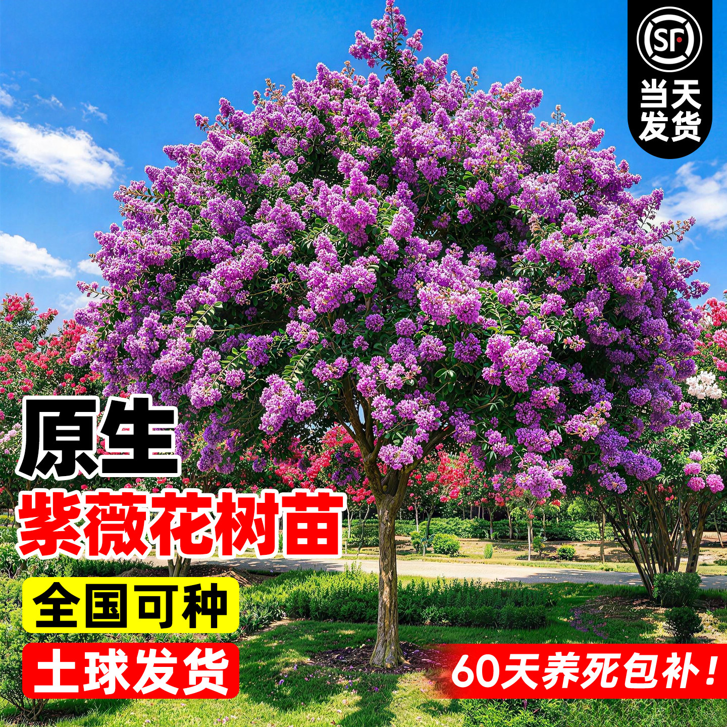 紫薇花树苗庭院别墅室外道路绿化大苗盆栽南北方种植老桩风景大树