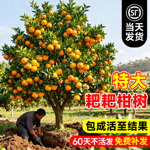 特大春见耙耙柑树苗丑橘杷杷柑种植粑粑柑树苗盆栽橘子树水果树苗