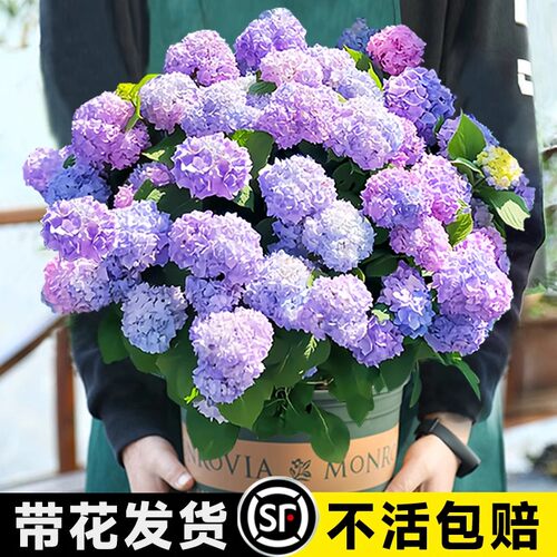绣球花苗盆栽无尽夏好养的植物