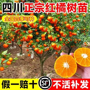 四川正宗红橘桔子树苗地栽盆栽川红橘子苗南北方种植柑橘砂糖橘苗