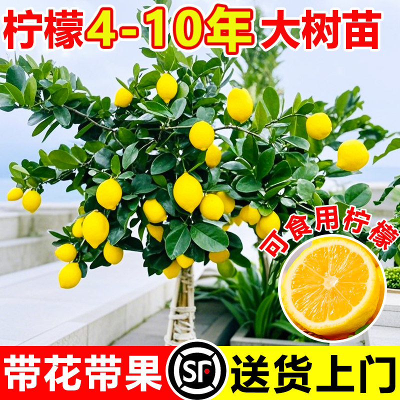 香水柠檬树大树苗带果可食用室内庭院种植四季结果广东青柠檬大苗