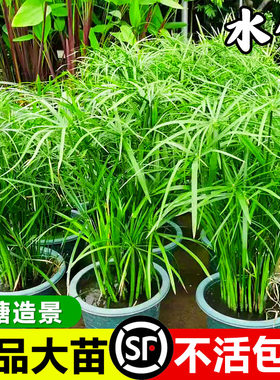 水竹水培植物带根风车旱伞草造景