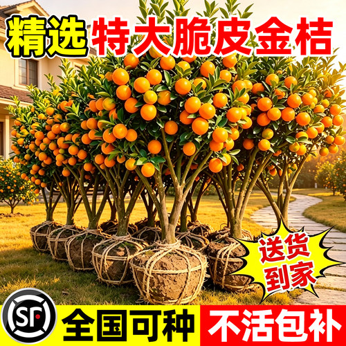 【爆款热销】精选特大脆皮金桔