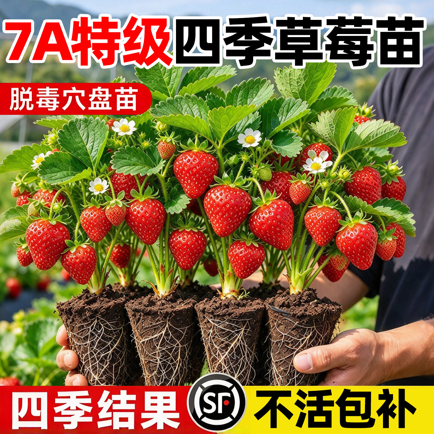 四季草莓苗带土穴盘脱毒苗优质新鲜草莓新秧苗阳台种植盆地栽大苗