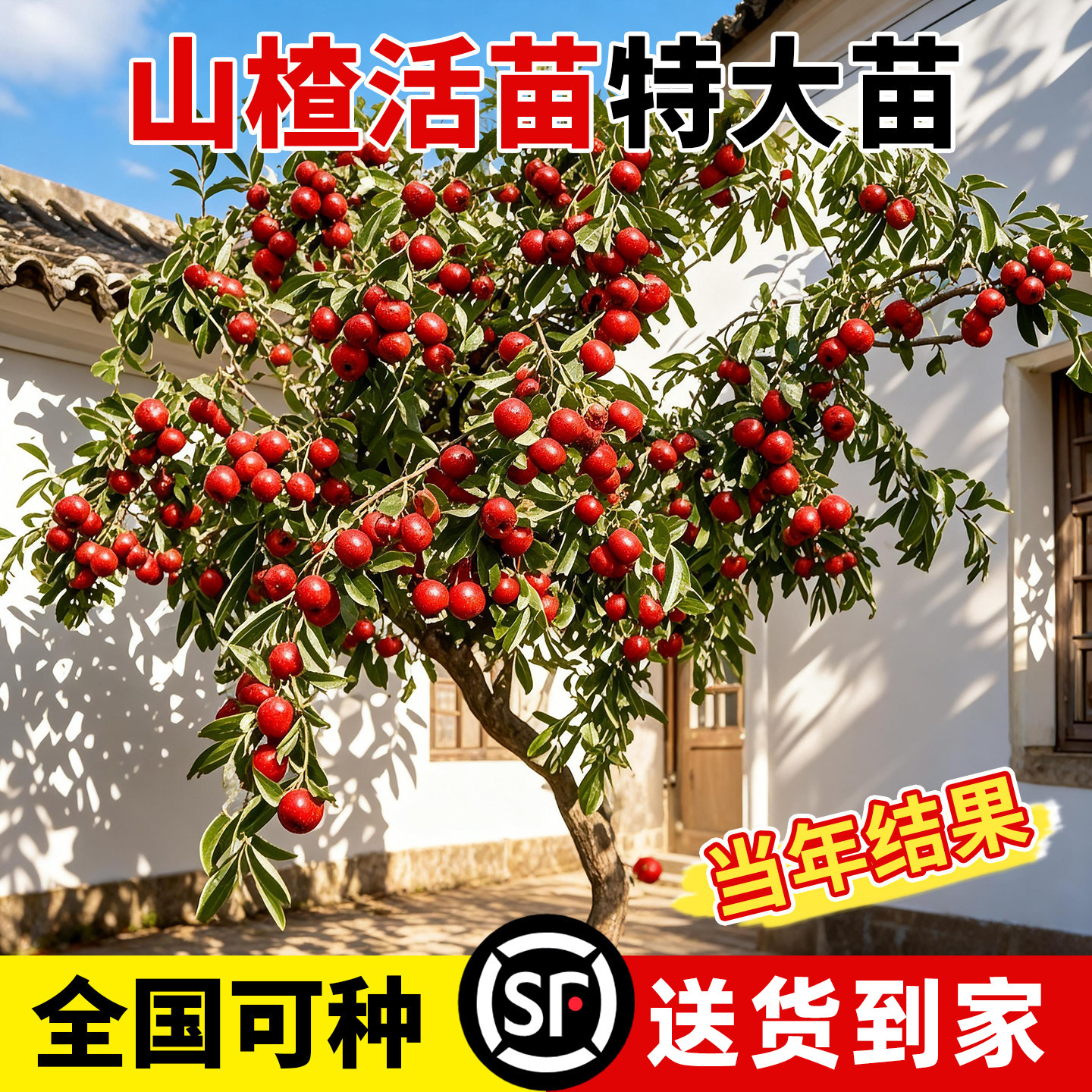 精选山楂树苗庭院果树南北方四季种植甜红子无籽地载黄山楂树老庄