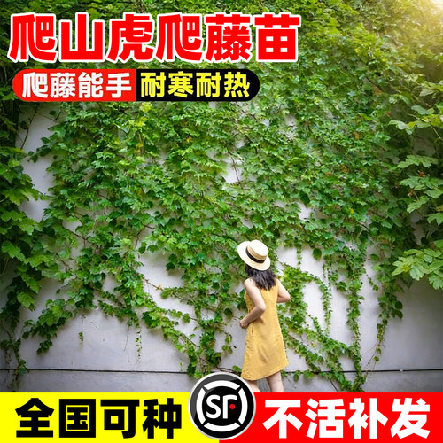 【热销榜top产品】爬山虎爬藤苗