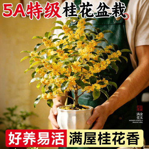 【全网热卖8万+】5A特级桂花盆栽