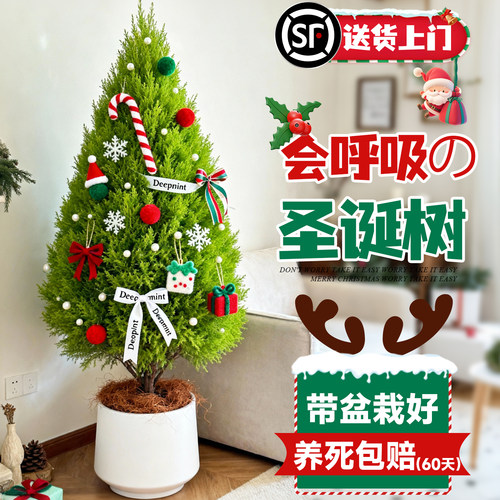 【爆款热销5万+】圣诞树小香松