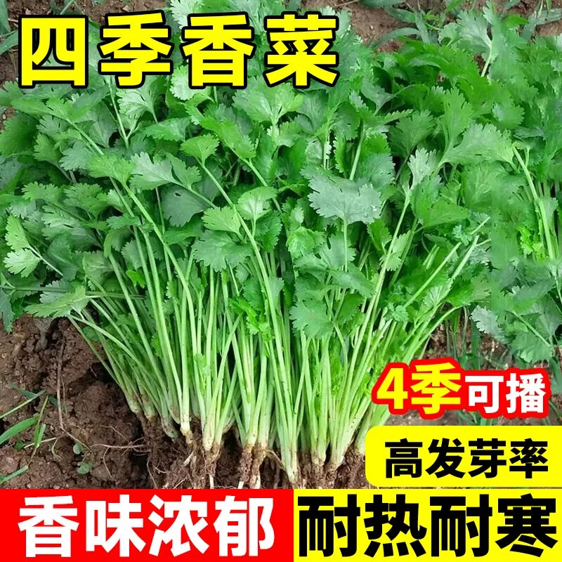 四季香菜种子春秋阳台大叶香菜耐寒耐热农家菜园芫荽盆栽蔬菜籽种