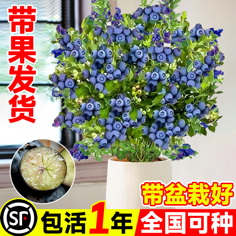蓝莓树果苗盆栽带果带花苞