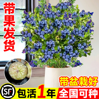 蓝莓树果苗盆栽带果带花苞