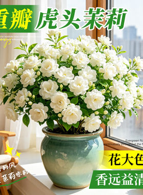 【热销8万+】横州虎头茉莉花盆栽