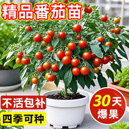 【爆款热销10万+】矮生番茄苗秧