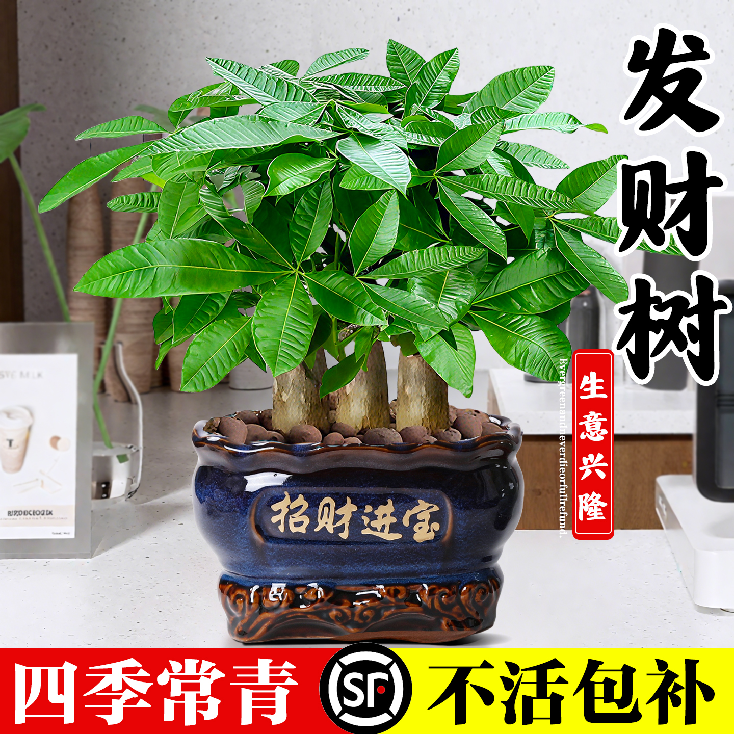 大盆发财树盆栽三杆步步高招财树