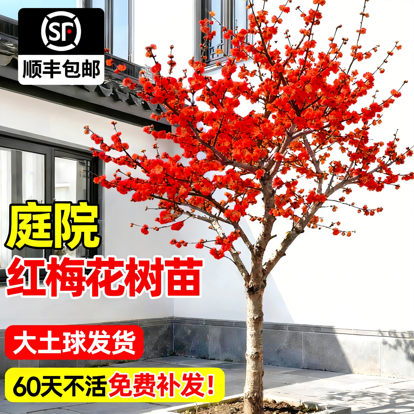 【爆款热销5万+】红梅花树苗耐寒