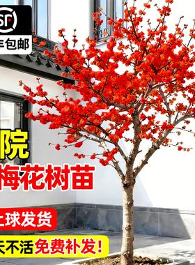 红梅花树苗庭院耐寒地栽四季花卉植物原生骨里红梅室外南北方腊梅