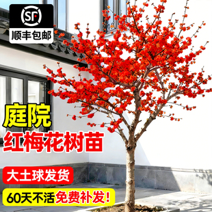 红梅花树苗庭院耐寒地栽四季花卉植物原生骨里红梅室外南北方腊梅