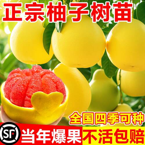 柚子树苗果树果苗当年结果红心蜜柚暹罗红庭院嫁接南方北方种植