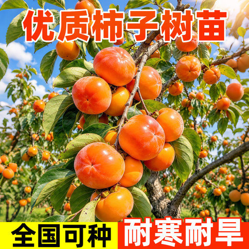 【秋日必种】无核柿子果树苗