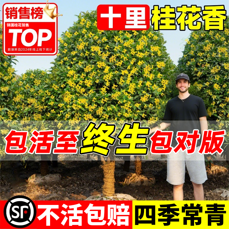 八月桂花树苗四季盆栽花卉绿植室内植物可食用开花不断庭院地栽树