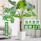 滴水观音绿植海芋大叶老桩小叶办公水培绿植室内大型客厅盆栽植物