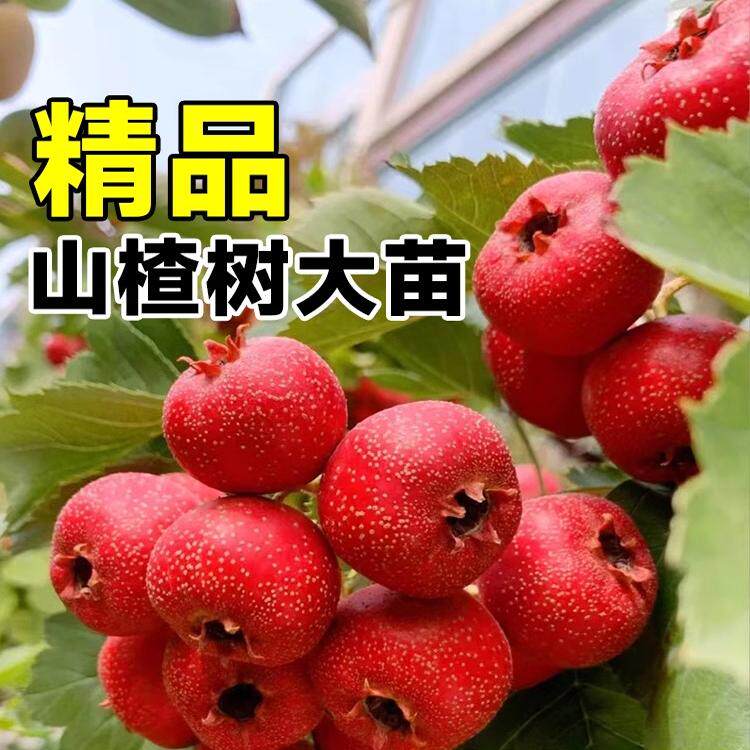 山楂树苗大果嫁接苗大五棱山楂树苗庭院盆栽地栽南北方种植果树苗