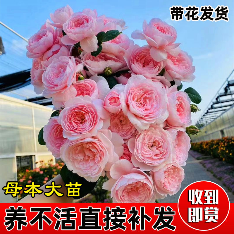 瑞典女王月季大苗灌木勤花欧洲月季品种庭院阳台盆栽花苗花色柔美