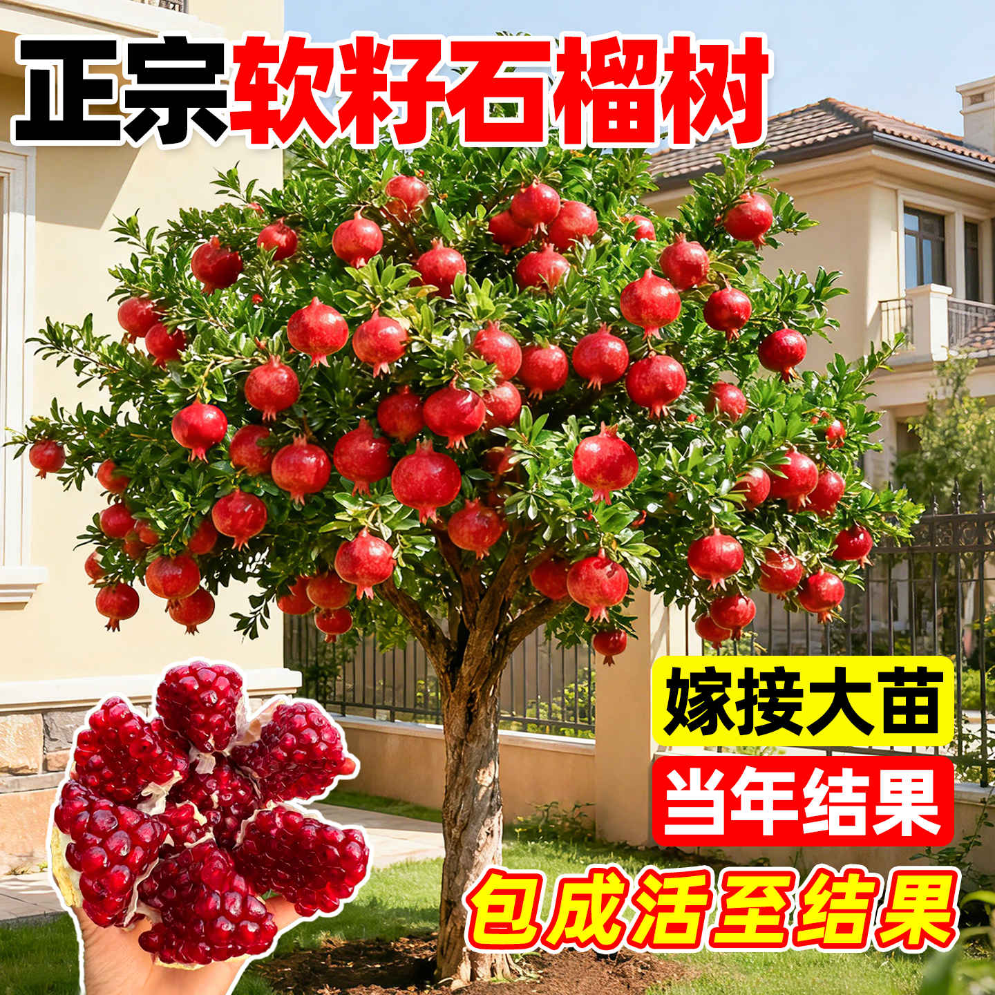 石榴树树苗庭院果树老桩突尼斯软籽无籽蒙阳红石榴盆栽特大带土球,鲜花速递/花卉仿真/绿植园艺,果树,淘宝优惠券,粉丝福利购,淘宝优惠卷