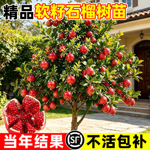 【回购榜top】石榴树苗