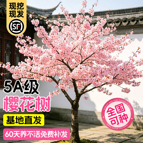 【爆品回购5万+】樱花树苗