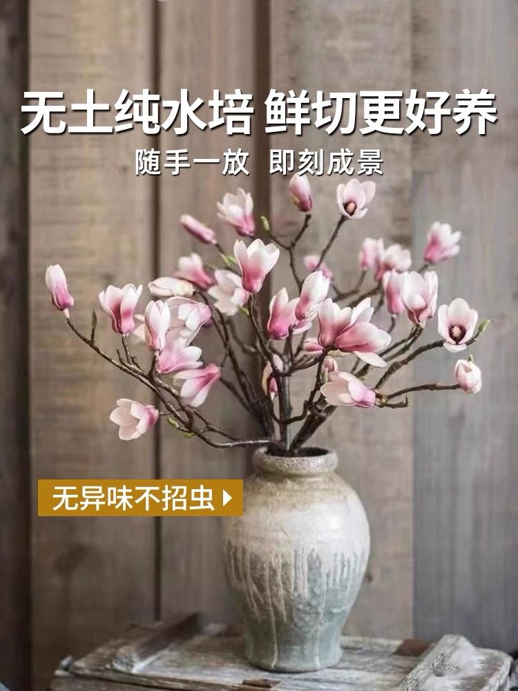 水培植物白玉兰花鲜切桃花枝室内桌面绿植带花苞花卉海棠好养干枝