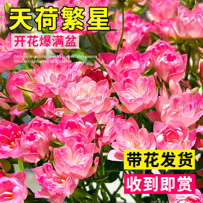 天荷繁星月季花苗微型灌木多头盆栽果汁阳台大花浓香繁星四季花