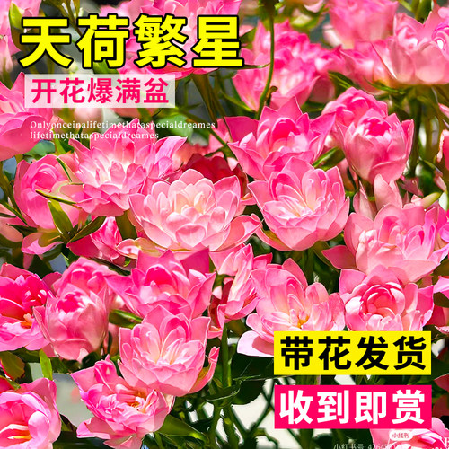 天荷繁星月季花苗微型灌木多头盆栽果汁阳台大花浓香繁星四季花