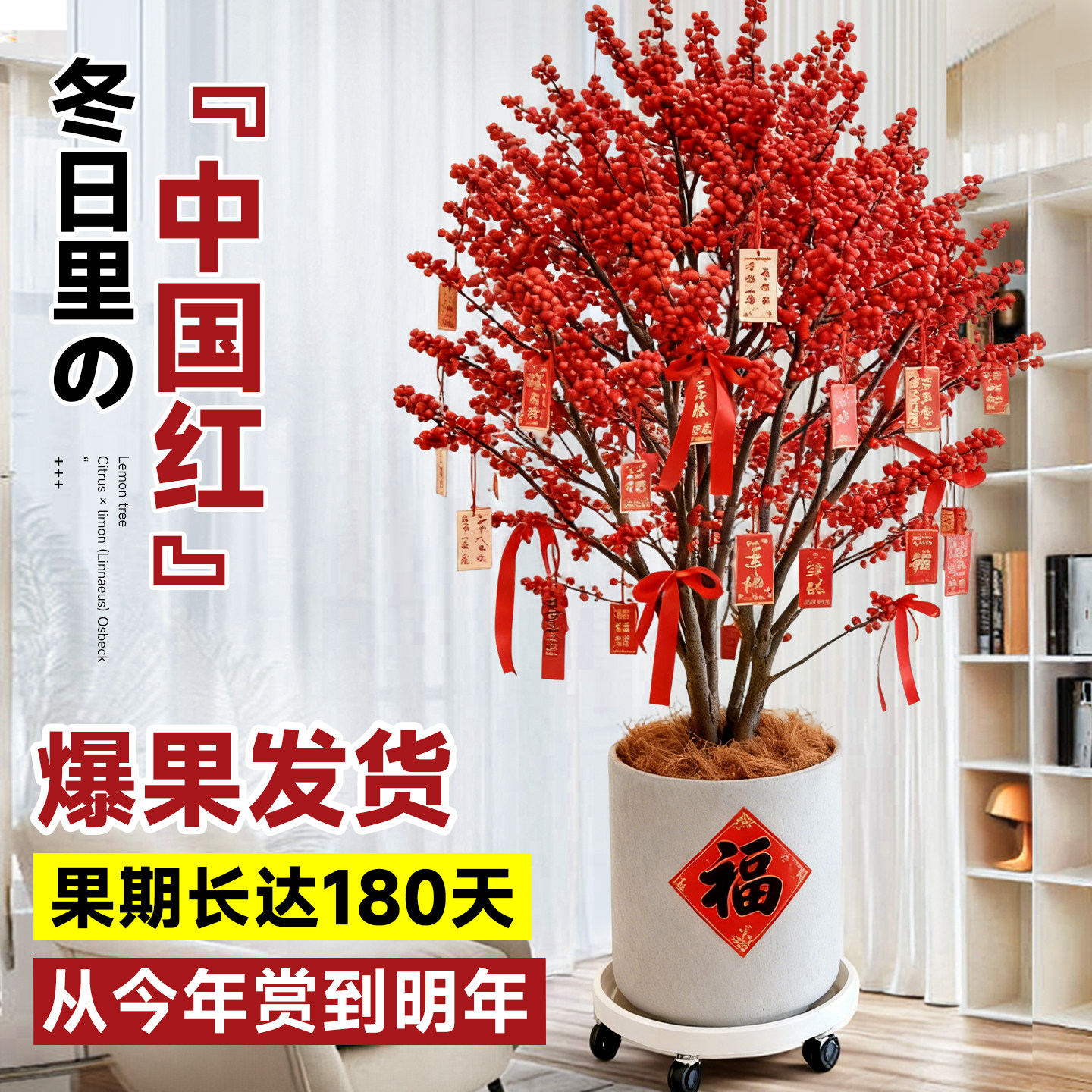 北美冬青红果年宵花室内外客厅阳台书房花园高端盆栽地载绿植花卉,鲜花速递/花卉仿真/绿植园艺,绣球/木绣球/木本植物,淘宝优惠券,粉丝福利购,淘宝优惠卷