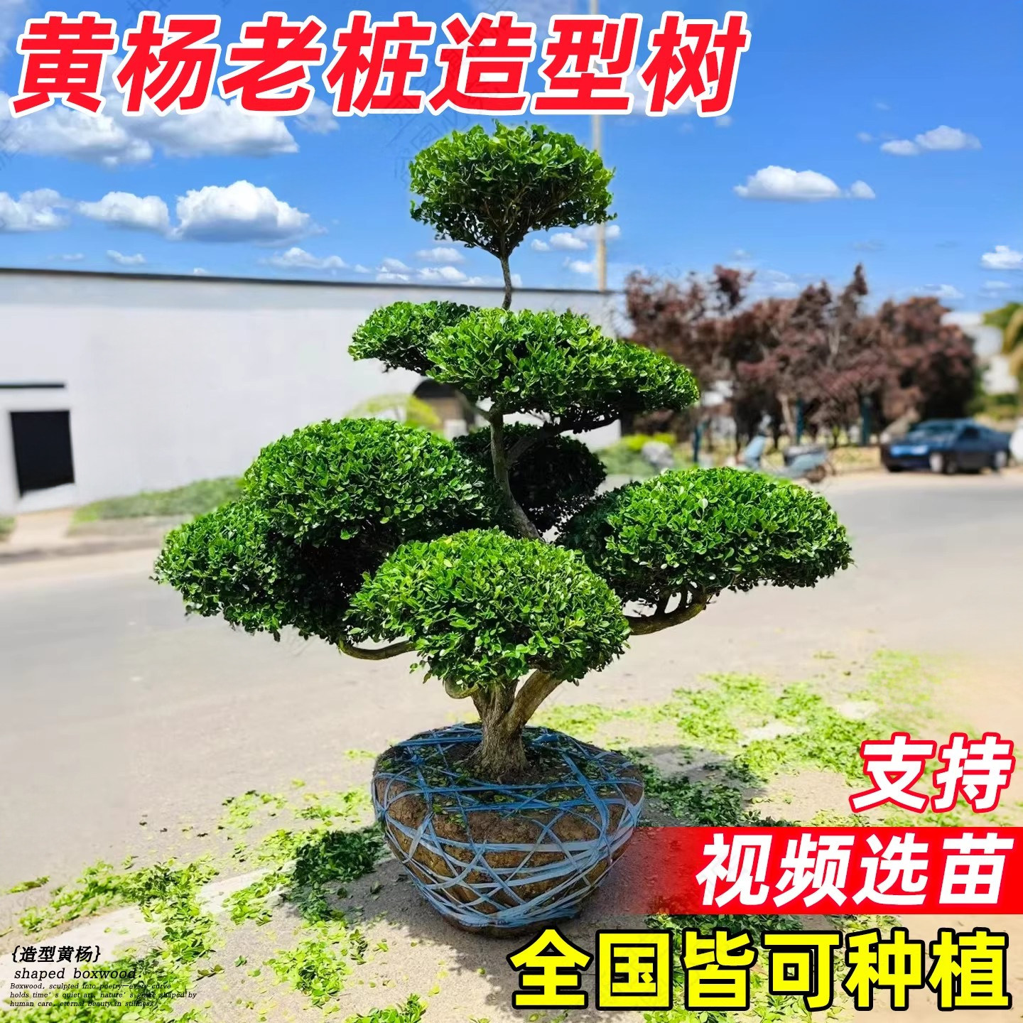 黄杨老桩盆景迎客造型客厅办公室高端植物室内外好养绿植四季常青,鲜花速递/花卉仿真/绿植园艺,观叶 /花灌木,淘宝优惠券,粉丝福利购,淘宝优惠卷