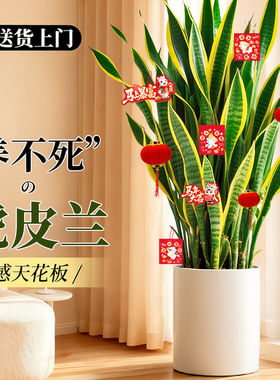 【热销10w+】金边虎皮兰净化空气